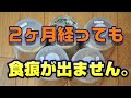 オウゴンブリーダー必見！！( ﾉД`)ｼｸｼｸ…大量の幼虫が死んでいました。その原因は？　対策は？　成虫になるまでの各ステージにおいての注意点をお伝えします。オウゴンオニクワガタチャンネル！！