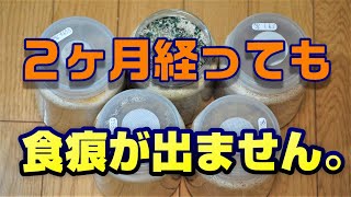 オウゴンブリーダー必見！！( ﾉД`)ｼｸｼｸ…大量の幼虫が死んでいました。その原因は？　対策は？　成虫になるまでの各ステージにおいての注意点をお伝えします。オウゴンオニクワガタチャンネル！！