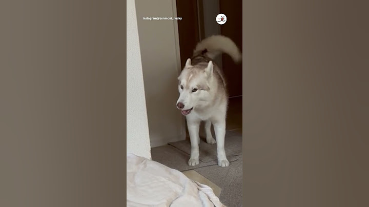 When a husky realizes their housemate claimed the owner's lap... the drama begins!