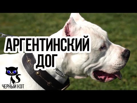✔ Аргентинский дог: