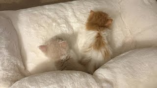 😂 Funniest Cats and Dogs Videos 😺🐶 || 🥰😹 Hilarious Animal Compilation №332