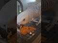 Astra The African Grey Parrot eating sweet potatoes #africanbird #birds #africangreys #africangray
