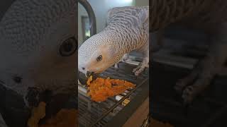 Famous Astra The African Grey Parrot eating sweet potatoes #africanbird #birds #africangreys #africangray Profile