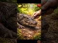 “Everyone Ignored Him… Until One Man Saved This Crocodile 🐊❤️” #shorts #ytshorts