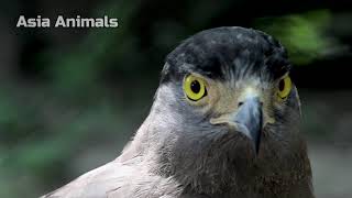 All Eagle Species The Kings of the Sky |Asia Animals|
