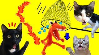 Atrapamos a Orange del juego Rainbow Friends en la vida real / Videos de gatitos Luna y Estrella