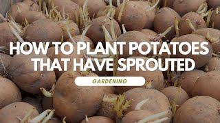 How To Plant Potatoes That Have Sprouted