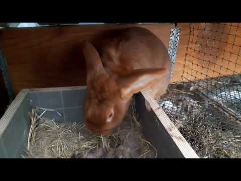 სამწუხაროდ ვერ გაზარდა ბაჭიები . ახლა უკვე ზამთრის და სიცივის პრობლენა დაიწყო ...