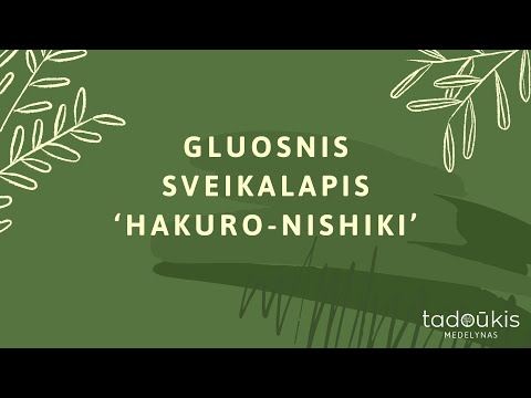 Video: Kaip pasodinti Salix Flamingo?