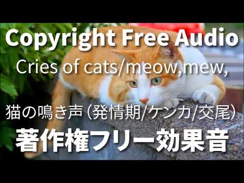 著作権フリー効果音 猫の鳴き声 発情期 ケンカ にゃー にゃーお みゃーお ぎゃー Youtube