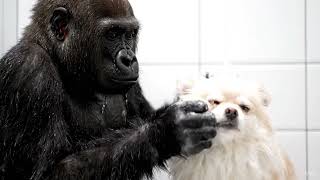 Dog And Gorilla Shower ,