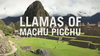 Llamas and Alpacas of Machu Picchu