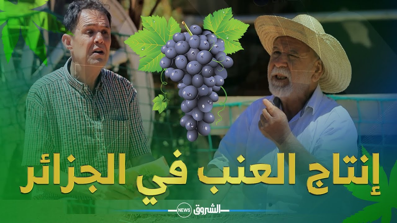 خيرات بلادي | العنب في الجزائر .. الإنتاج، الصعوبات، وضعية الفلاحين