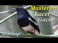 Masteran Suara Burung Kacer Super Gacor Cocok Untuk Pancingan Part Mp3 - Mp4 Download