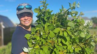 Grow This Long-Lasting Foliage That Produces All Season Long on Your Flower Farm