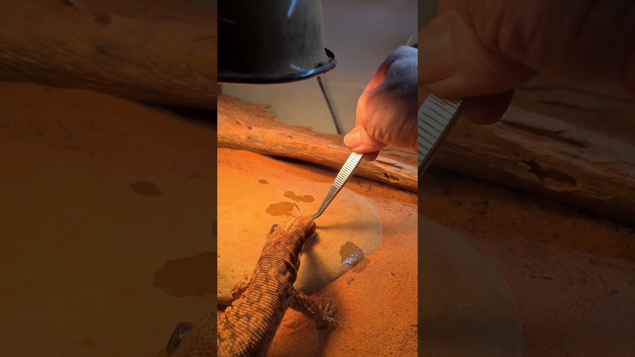 Aus Monitor Lizard Ackie monitor girl getting a treat😃 I hope you enjoy! Subscribe for more!