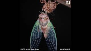 Sounds of annual summer cicadas in N.J.