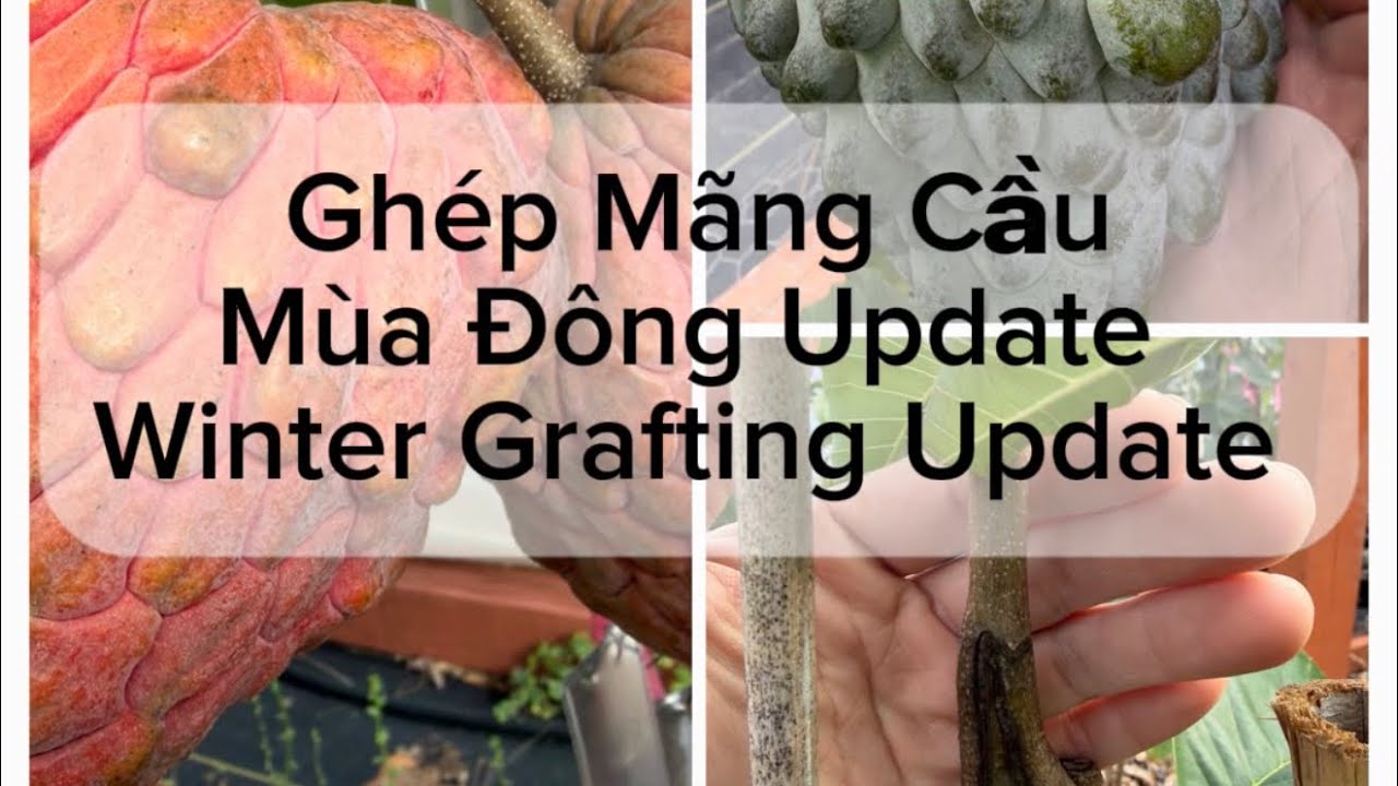 Chép mãng cầu cách mới bây giờ ra sao?  2 cây mãng cầu Lisa bứng về có sóng không? Atemoya