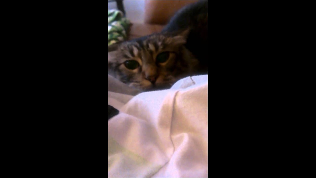 Cat attacks my phone YouTube