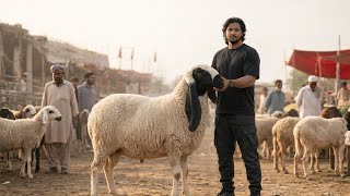 Turkey Dumbe Desi Chatre Lahore Mandi Qurbani 2026 Mazhar Biba Official 