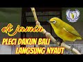 Masteran Pleci Dakun Bali Pancingan Pleci Yg Jarang Bunyi Langsung Nyaut Bisa Juga Untuk Pikat Mp3 - Mp4 Download