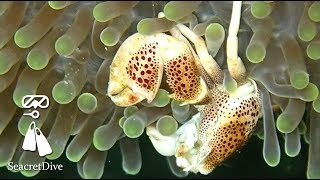 PUERTO GALERA, PHILIPPINES - PART. 1 - SEACRETDIVE