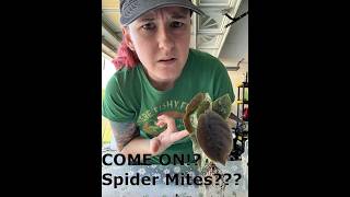 Permanent Spider Mite Solution??