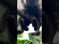 PINK TOED TARANTULA CLEANING THEIR LEGS! #SHORTS #SPIDER #CLEANING