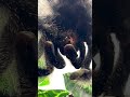 PINK TOED TARANTULA CLEANING THEIR LEGS! #SHORTS #SPIDER #CLEANING