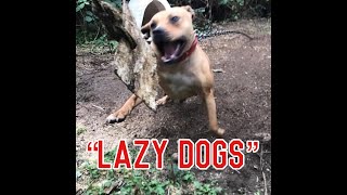 Apbt Quick Take - Lazy Dogs - Apbtradio Love For The Breed