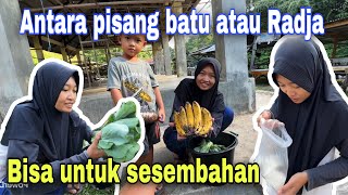 Download Lagu DAPAT PISANG RAJA YANG RUMORNYA UNTUK PERSEMBAHAN⁉️ TERNYATA PISANG RAJA ENAK DAN MANIS MP3 Download Lagu DAPAT PISANG RAJA YANG RUMORNYA UNTUK PERSEMBAHAN⁉️ TERNYATA PISANG RAJA ENAK DAN MANIS MP3