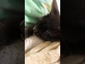 Make this a new trend for cat people #sound