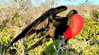 These beautiful frigatebirds are the piratesof the bird world