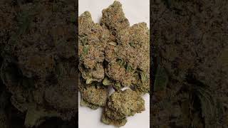 🔥Swiss Cheese 🧀🔥 Cannabis strain review/W Dr. Greenbody
