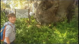 Tarih Kokan 1000 Yıllık Çınar Ağacı