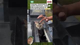 mpus trauma sampai tidur di kuburan #cat #kucing #kucingjalanan