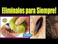 Este es el Único Remedio Casero que Acaba los Piojos en Horas! Póntelo de esta Forma