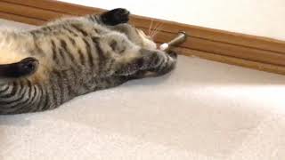 猫はドアストッパーがお気に入り♡