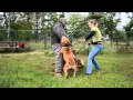 Amstaff protection dog training 1