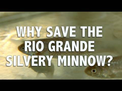 Saving the Rio Grande Silvery Minnow : Amigos Bravos