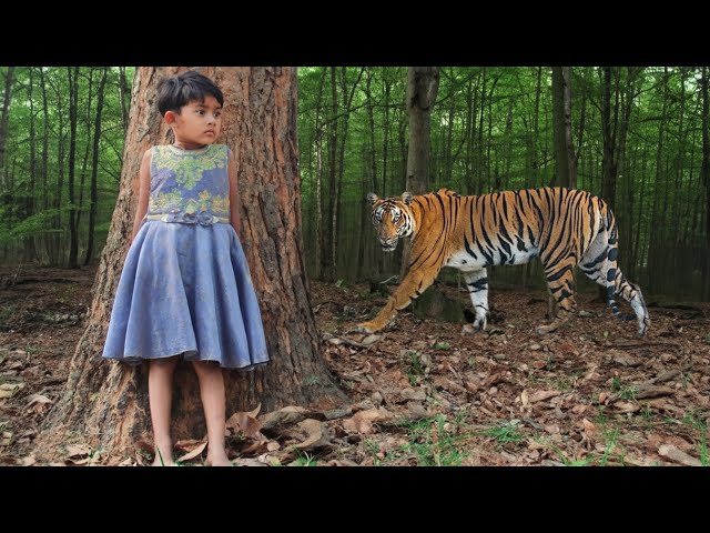 tiger attack man in the forest | tiger attack in jungle, royal bengal tiger attack class=