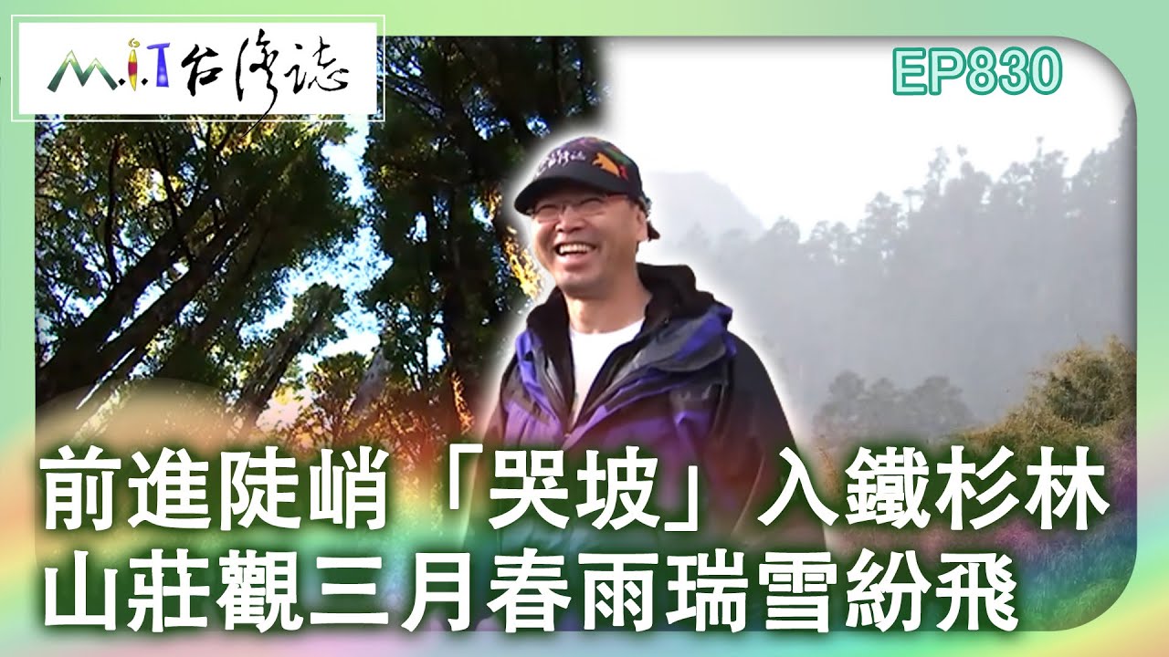 前進陡峭「哭坡」入鐵杉林 山莊觀三月春雨瑞雪紛飛｜臺中市和平區 麥覺明【
