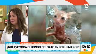 ¿Cómo se contagian con el hongo los gatos? Tu, Canal 13