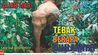 Gunung Leuser, Surga bagi Gajah Sumatera