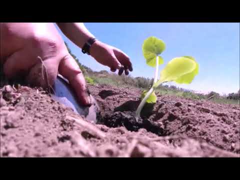 Vidéo: Cultiver la courge poivrée - Comment faire pousser la courge poivrée