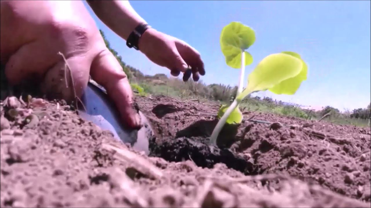 Как выращивать тыкву сорта «Баттернат». От посева до сбора урожая.