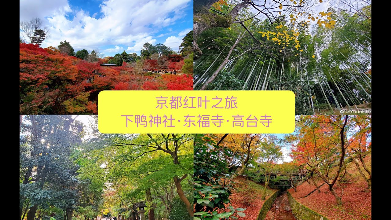 Yukihan 日本 秋日京都红叶之旅 暴走京都 看醉人红叶 回大阪偶遇圣诞亮灯 结尾有彩蛋 Youtube