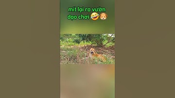 Mít ra vườn dạo chơi  dưới gốc cây vải 🍃 Cưng quá đi 🐶 #mitcute #dogshorts #funnydog #shorts