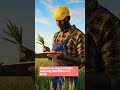 Precision Agriculture: Eliminating Farm Guesswork