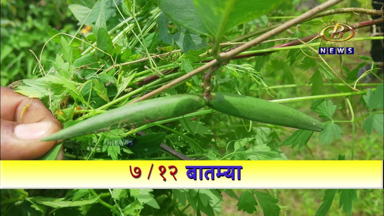 पन्हाळा तालुक्यातील पोहाळे ग्रामस्थांनी राबवली आरोग्यदायी रानभाज्यांची शोध मोहीम